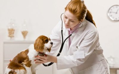Cuidados Veterinários Equinos: O Guia Completo para a Saúde do Seu Cavalo
