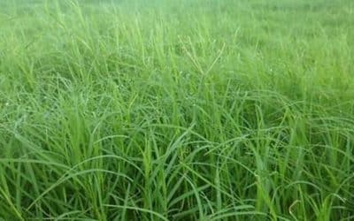 Forragem para Cavalos: O Guia Completo para uma Alimentação Saudável