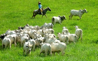 Manejo de Gado: Estratégias Eficientes para o Cuidado Animal e Silagem