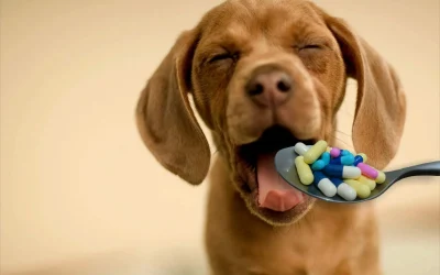 Suplementos para Cães: O Guia Completo para a Saúde do Seu Melhor Amigo
