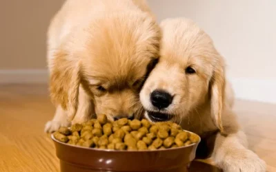 A Importância da Ração para Cães: Como Escolher a Melhor Opção para seu Amigo de Quatro Patas