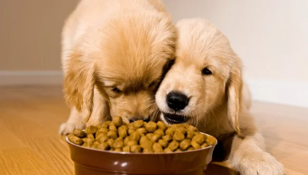 cachorro-comendo-ração