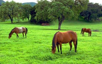Capim para Cavalos: O Guia Completo para a Alimentação e Saúde do Seu Equino