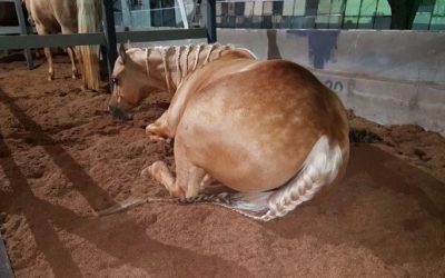 Camas para Cavalos: O Guia Completo para o Conforto e Bem-Estar do Seu Animal
