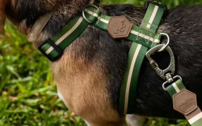 Coleiras para Cães: Escolha a Melhor para o Seu Melhor Amigo
