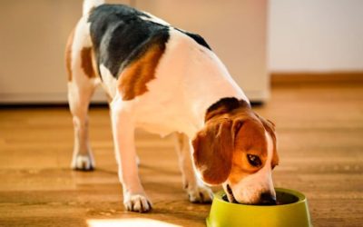 Rações Premium: O Que Você Precisa Saber para Proporcionar o Melhor para Seu Pet
