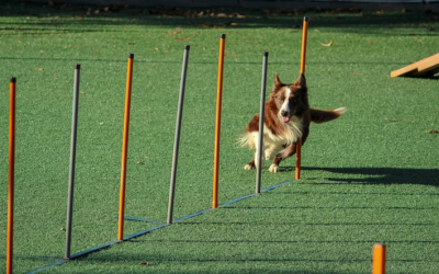 Treinamento para Cães: O Guia Completo para um Companheiro Obediente