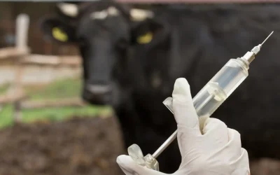 Medicamentos para Gado: Cuidando da Saúde do Seu Rebanho