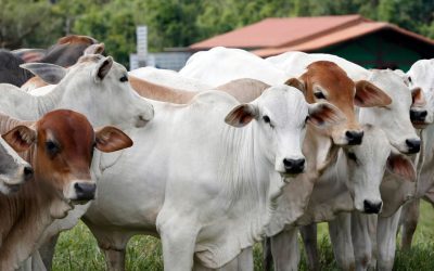 Alimentação para Gado de Corte: Como Garantir uma Dieta Equilibrada e Saudável