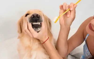Os Melhores Produtos de Higiene Canina para Manter Seu Pet Saudável