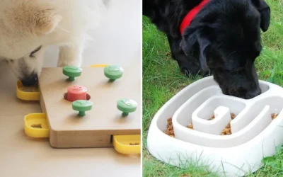 Os Melhores Brinquedos para Cães: Diversão e Saúde em Cada Mordida