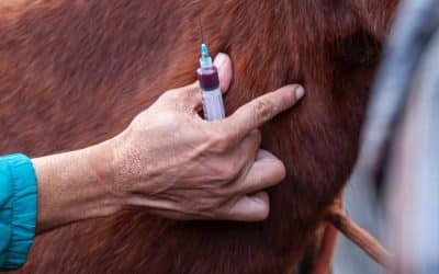 Medicamentos para Cavalos: O Guia Completo para o Cuidado Animal