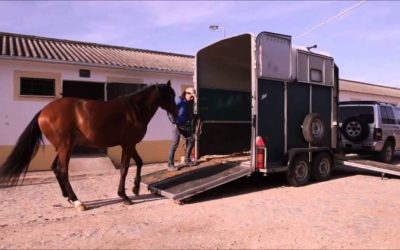 Transporte de Cavalos: Dicas e Cuidados Essenciais para o Bem-Estar do Seu Animal