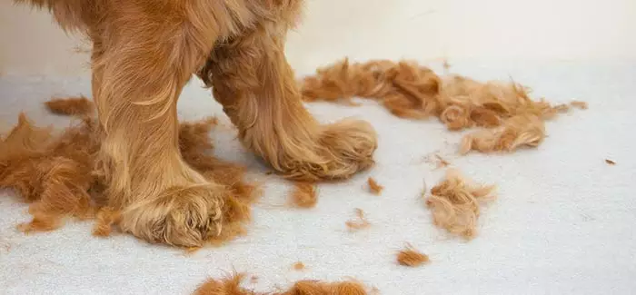 Vitamina para o Pelo do Cachorro: Como Escolher a Melhor Opção para Seu Pet