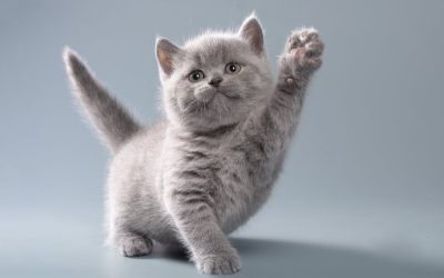 Suplementação para Gatos: O Guia Completo para a Saúde do Seu Felino
