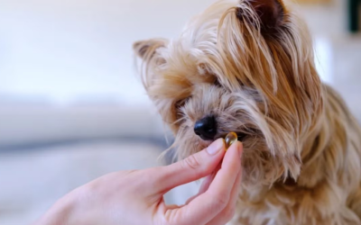Os Benefícios do Ômega 3 para Cães: Como Melhorar a Saúde do Seu Melhor Amigo