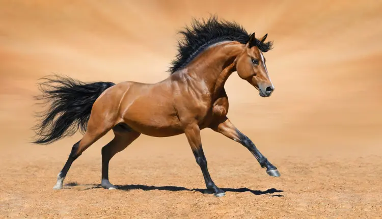 Qual o Melhor Suplemento para Cavalo? Descubra Aqui!