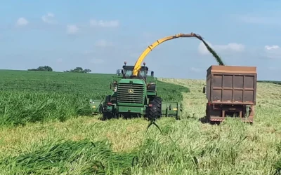 Silagem de Capim: O Segredo para uma Alimentação Animal Saudável