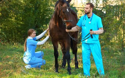 Remédio Veterinário: A Importância e os Tipos para a Saúde Animal