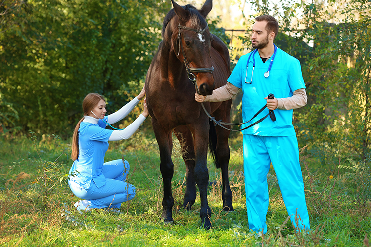 Remédio Veterinário: A Importância e os Tipos para a Saúde Animal