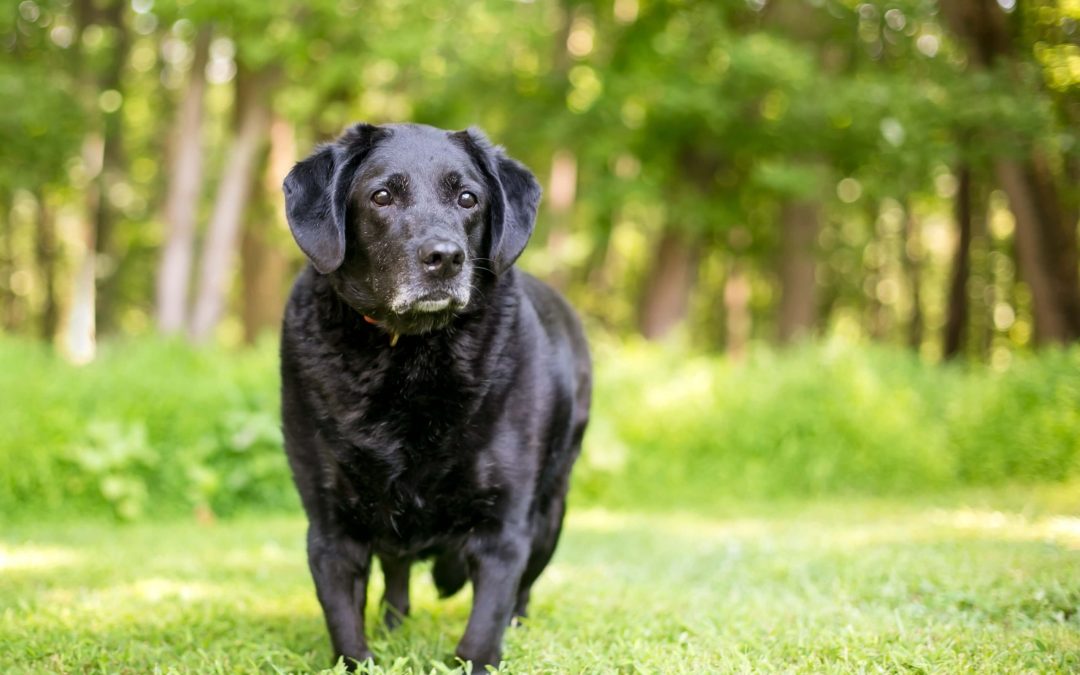 Vitamina Queda de Pelo Cachorro: Como Combater Esse Problema com Suplementos Adequados