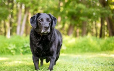 Vitamina Queda de Pelo Cachorro: Como Combater Esse Problema com Suplementos Adequados