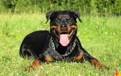 Descubra o Melhor Suplemento para Cão: Benefícios e Dicas para a Saúde do Seu Pet