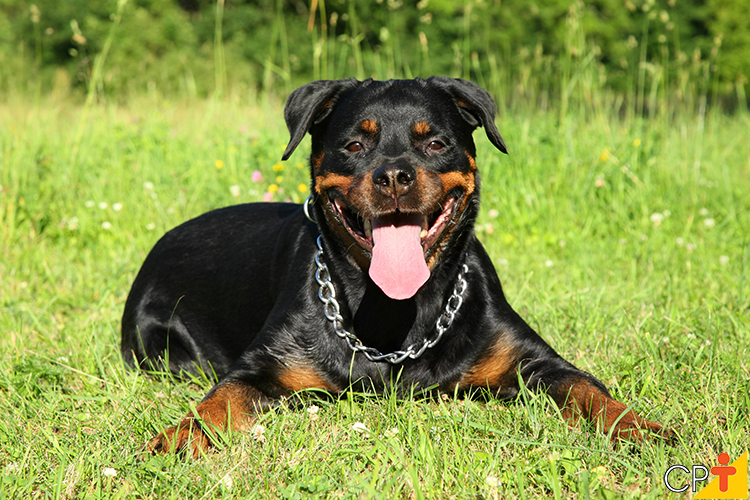 Adult Rottweiler dog lying on green grass