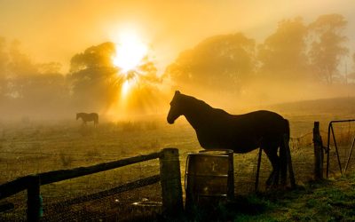 Cavalo Forte Suplemento: A Chave para a Saúde e Performance do Seu Cavalo