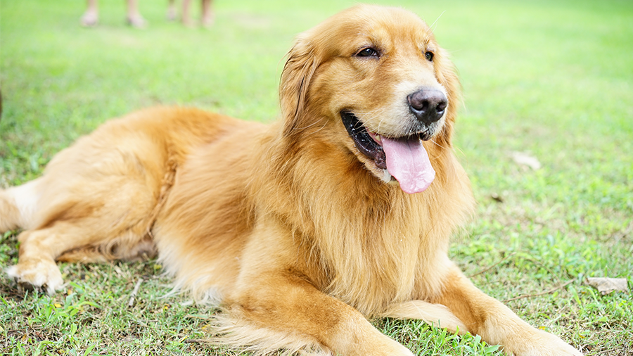 Vitamina para Pelo de Cachorro: A Solução Para um Pelo Saudável