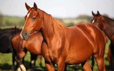 Cavalo Forte Suplemento: A Solução Ideal para a Saúde do Seu Cavalo