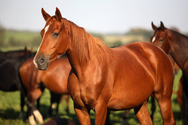 Cavalo Forte Suplemento: A Solução Ideal para a Saúde do Seu Cavalo