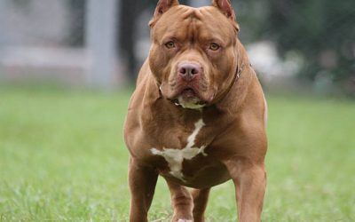 Vitamina para o Pelo de Cachorro: A Solução para um Pelo Saudável