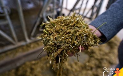 Fermentação de Silagem: O Guia Completo para Otimizar a Alimentação Animal