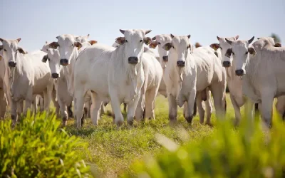 Os Melhores Produtos Veterinários para Pecuária: Guia Completo