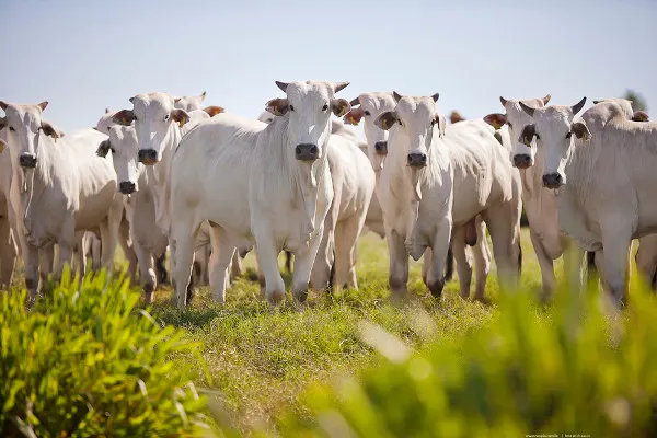 Os Melhores Produtos Veterinários para Pecuária: Guia Completo