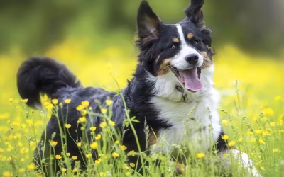 A Melhor Vitamina para Queda de Pelo em Cachorros: O Guia Completo