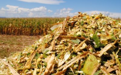Silagem de Milho: O Segredo para uma Alimentação Animal Saudável e Sustentável
