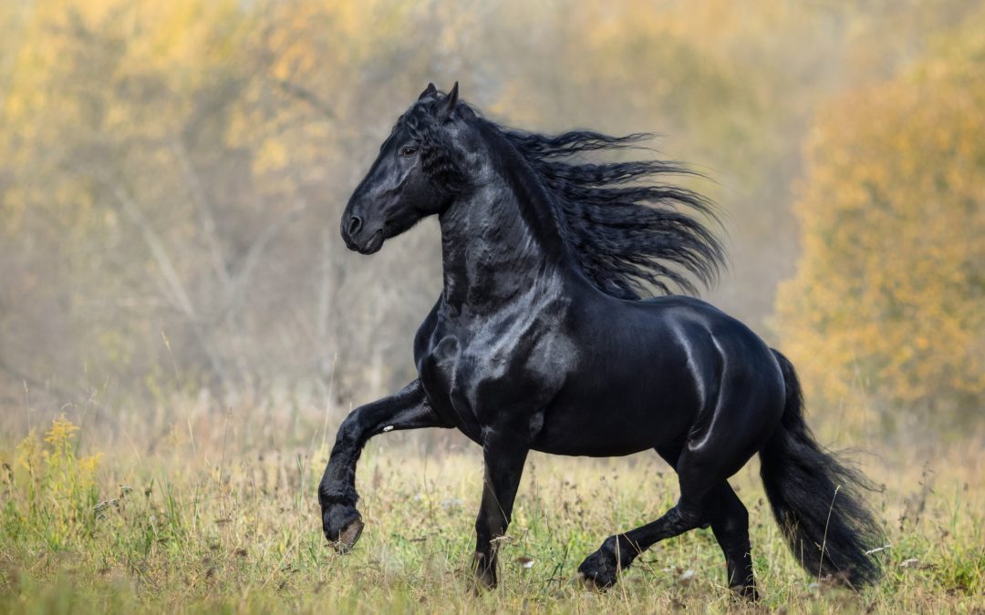 Cavalo Forte Suplemento: O Que Você Precisa Saber para Potencializar a Saúde do Seu Cavalo