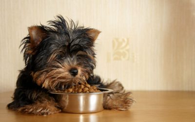 Vitaminas para Cães: O Guia Completo para a Saúde do Seu Melhor Amigo